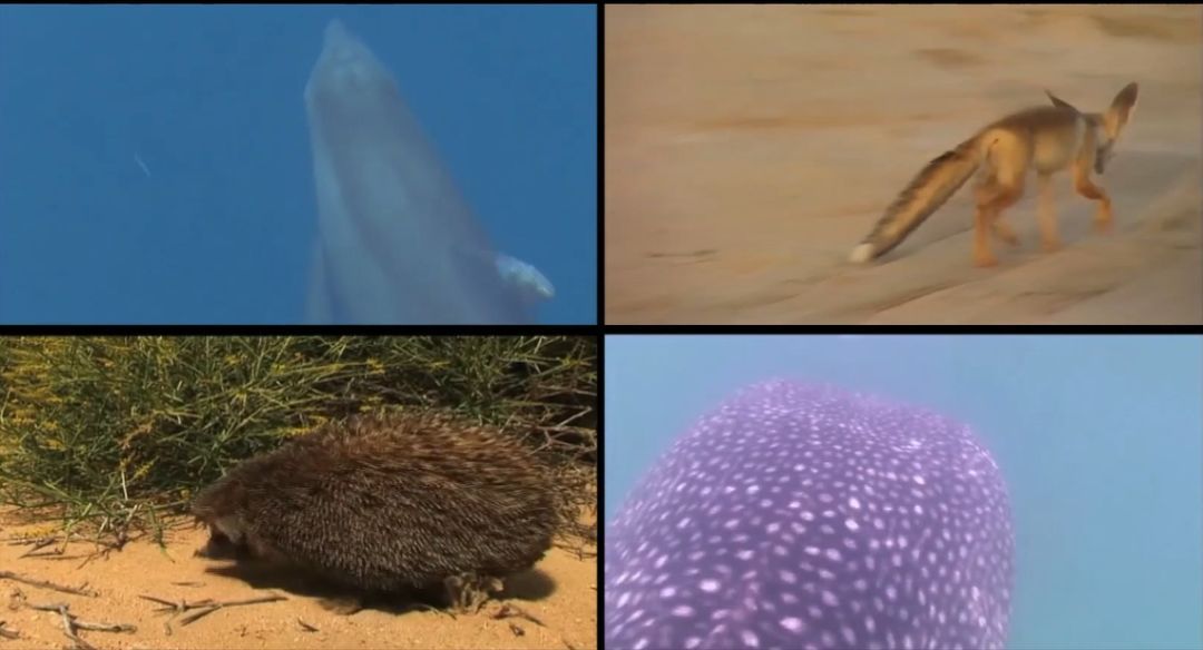 GA黄金甲·(中国区)体育官方网站