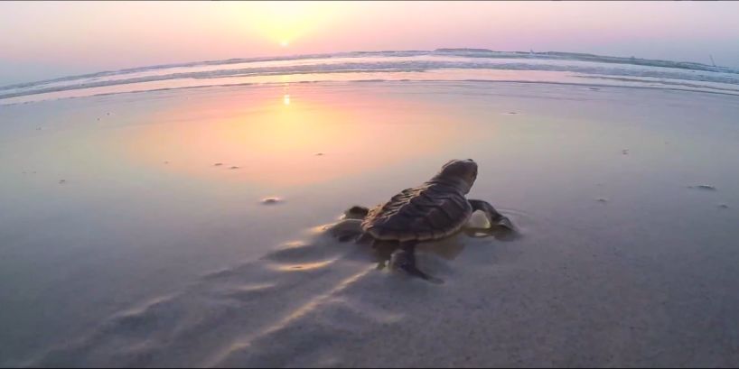 GA黄金甲·(中国区)体育官方网站