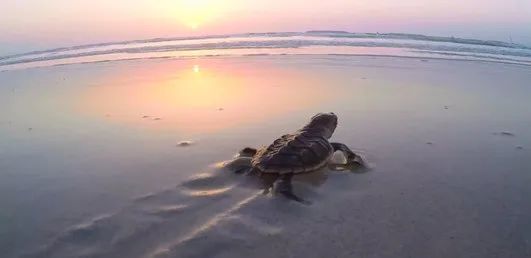 GA黄金甲·(中国区)体育官方网站