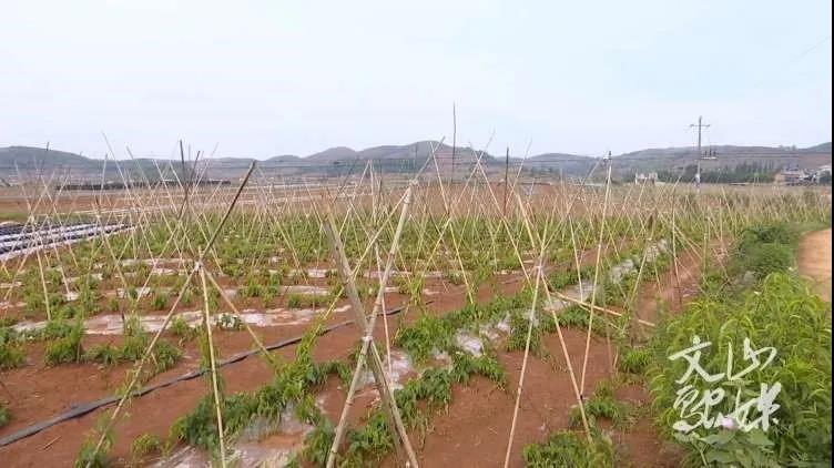 GA黄金甲·(中国区)体育官方网站